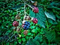 leuchtende Beeren wachsen in der Wollmarktstraße